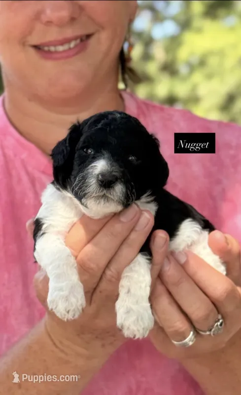 Nugget – Goldendoodle puppy for sale in Hillsboro, TX