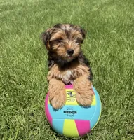 Asher, a male Yorkshire Terrier for sale in Hillsboro, TX – 1 of 9