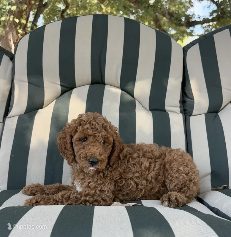 Nigel – Goldendoodle puppy for sale in Hillsboro, TX