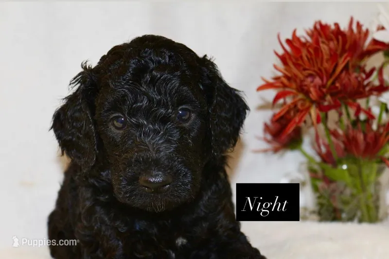 Night – Goldendoodle puppy for sale in Hillsboro, TX