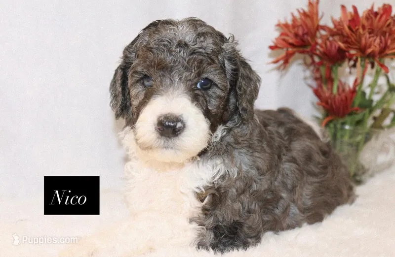 Nico – Goldendoodle puppy for sale in Hillsboro, TX