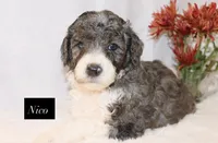 Nico, a male Goldendoodle for sale in Hillsboro, TX – 2 of 9