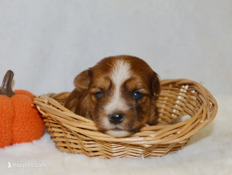 Wisp – Yorkshire Terrier puppy for sale in Hillsboro, TX