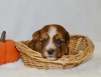 Wisp, a male Yorkshire Terrier for sale in Hillsboro, TX – 1 of 1