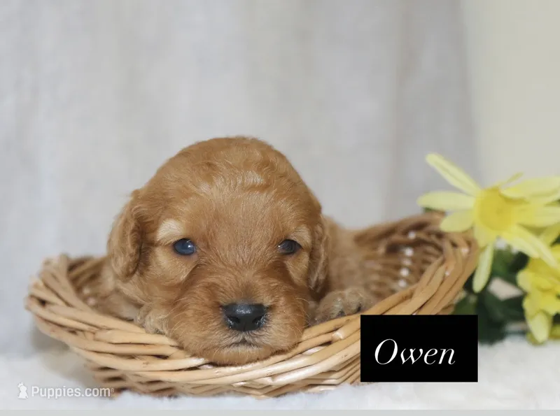 Owen  – Goldendoodle puppy for sale in Hillsboro, TX