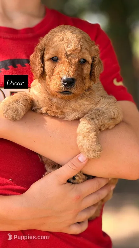 Oscar – Goldendoodle puppy for sale in Hillsboro, TX