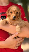 Oscar, a male Goldendoodle for sale in Hillsboro, TX – 3 of 5