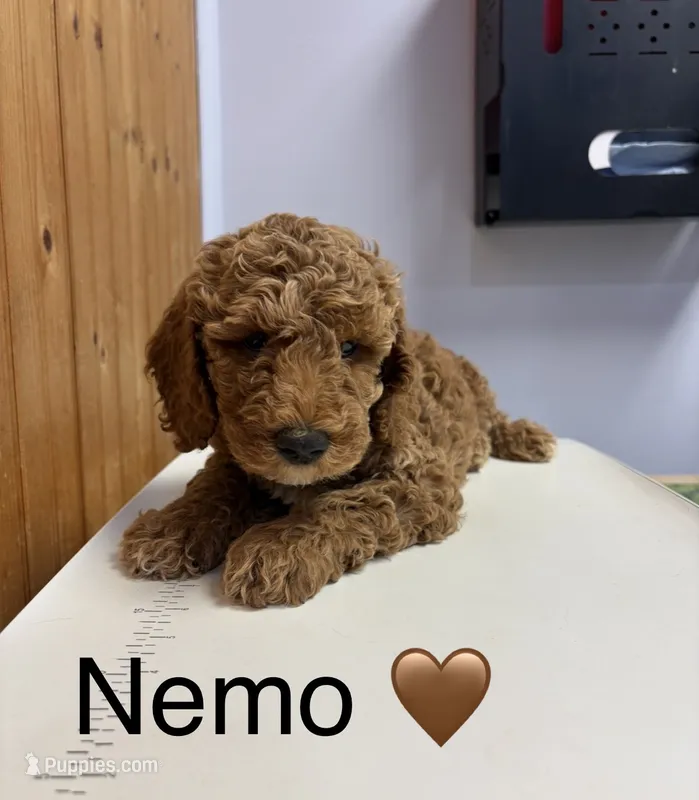 Nemo – Goldendoodle puppy for sale in Hillsboro, TX