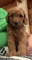 Luigi, a male Goldendoodle for sale in Hillsboro, TX – 4 of 6
