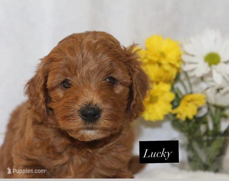Lucky – Goldendoodle puppy for sale in Hillsboro, TX