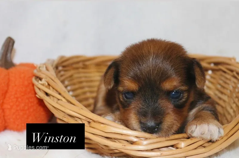 Winston – Yorkshire Terrier puppy for sale in Hillsboro, TX