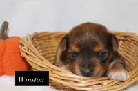 Winston, a male Yorkshire Terrier for sale in Hillsboro, TX – 1 of 1
