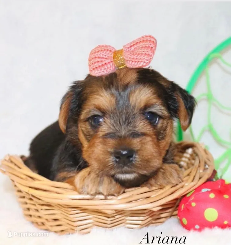 Ariana – Yorkshire Terrier puppy for sale in Hillsboro, TX