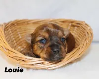 Louie, a male Yorkshire Terrier for sale in Hillsboro, TX – Photo 3 of 3