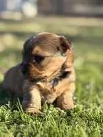 Louie, a male Yorkshire Terrier for sale in Hillsboro, TX – Photo 2 of 3