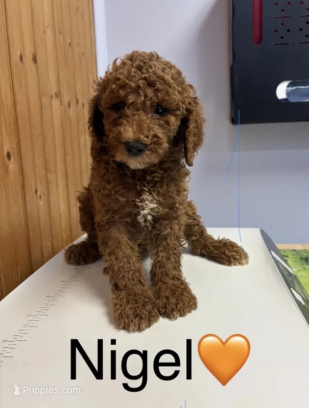 Nigel – Goldendoodle puppy for sale in Hillsboro, TX