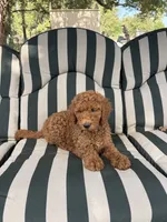 Ned, a male Goldendoodle for sale in Hillsboro, TX – 9 of 9
