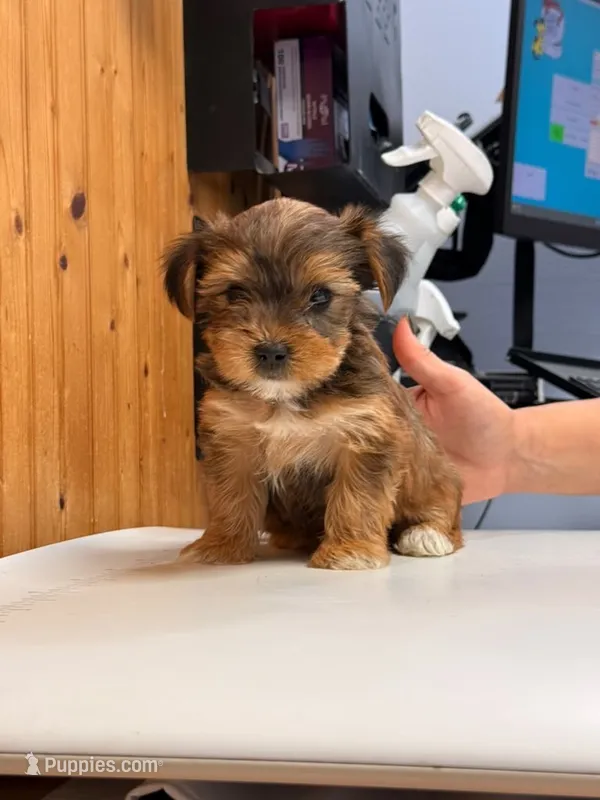 Winston – Yorkshire Terrier puppy for sale in Hillsboro, TX