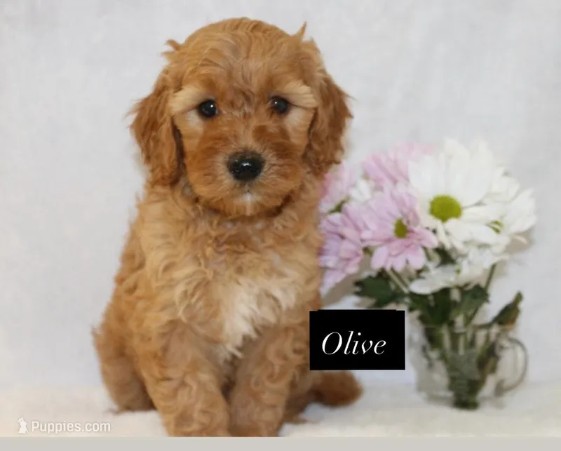 Olive – Goldendoodle puppy for sale in Hillsboro, TX