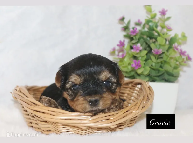 Gracie  – Yorkshire Terrier puppy for sale in Hillsboro, TX