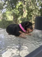 Gracie , a female Yorkshire Terrier for sale in Hillsboro, TX – 2 of 3