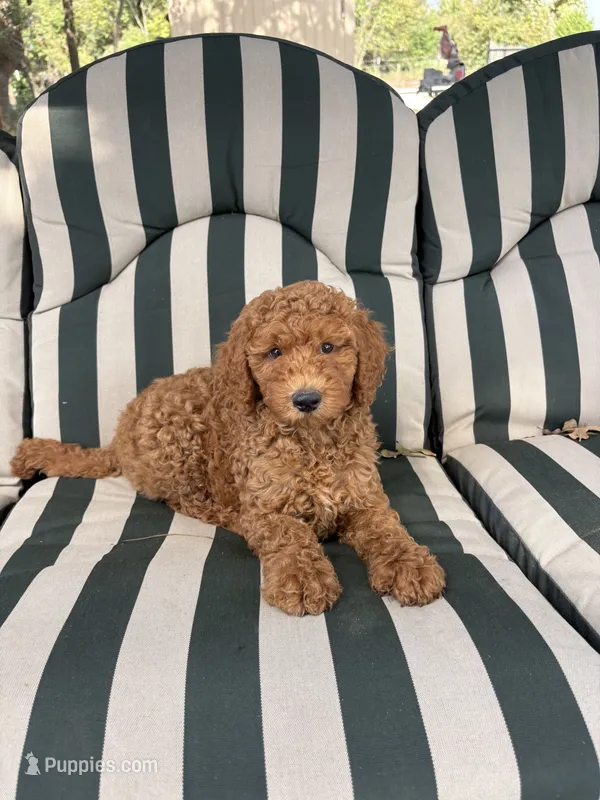 Ned – Goldendoodle puppy for sale in Hillsboro, TX