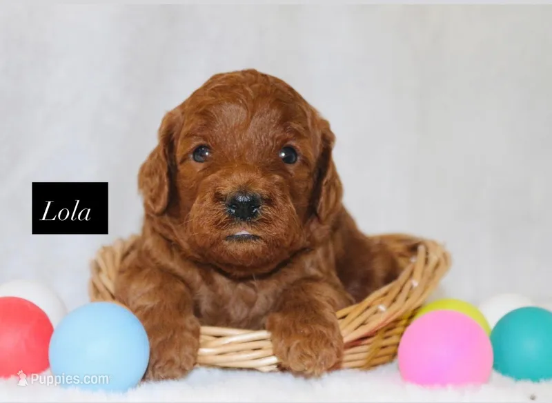 Lola – Goldendoodle puppy for sale in Hillsboro, TX