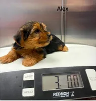 Alex, a male Yorkshire Terrier for sale in Hillsboro, TX – 1 of 8