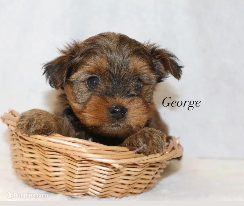 George  – Yorkshire Terrier puppy for sale in Hillsboro, TX