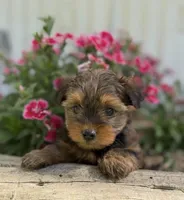 George , a male Yorkshire Terrier for sale in Hillsboro, TX – Photo 2 of 4