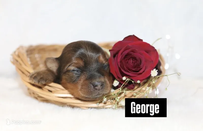 George , a male Yorkshire Terrier for sale in Hillsboro, TX – Photo 1 of 1