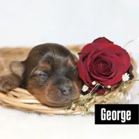 George , a male Yorkshire Terrier for sale in Hillsboro, TX – Photo 3 of 4