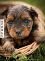 George , a male Yorkshire Terrier for sale in Hillsboro, TX – Photo 4 of 4