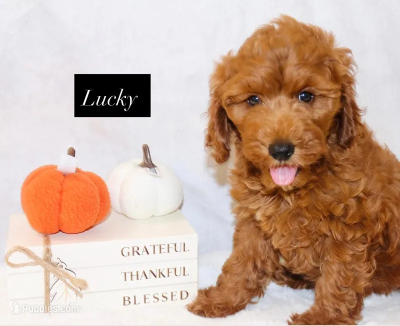 Lucky – Goldendoodle puppy for sale in Hillsboro, TX