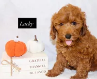 Lucky, a male Goldendoodle for sale in Hillsboro, TX – 1 of 8