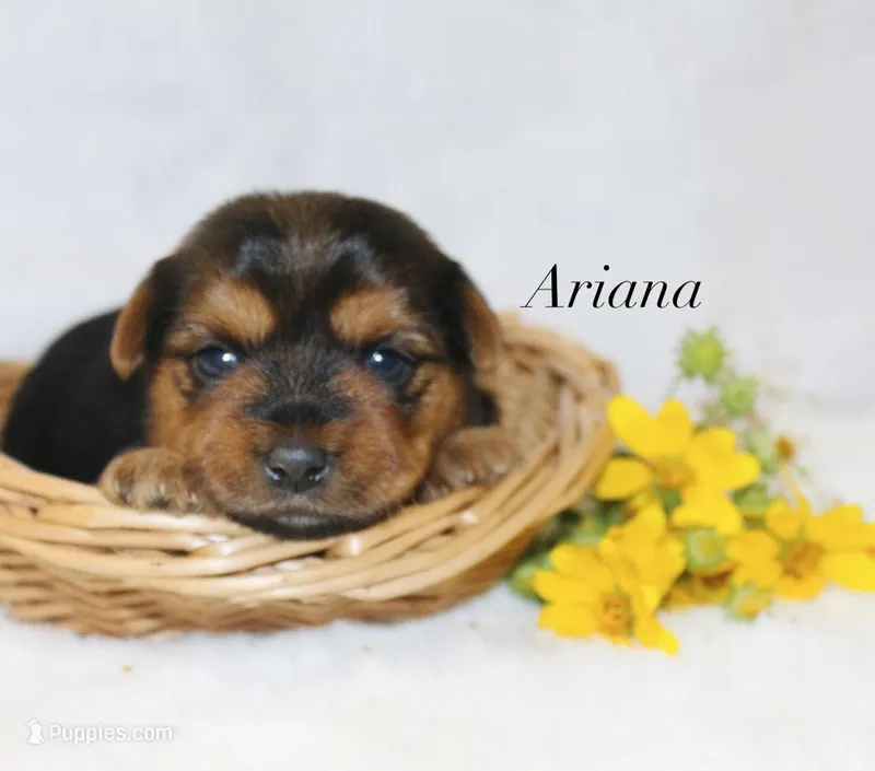 Ariana – Yorkshire Terrier puppy for sale in Hillsboro, TX