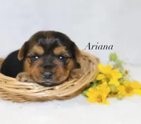 Ariana, a female Yorkshire Terrier for sale in Hillsboro, TX – 1 of 1