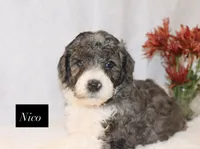 Nico, a male Goldendoodle for sale in Hillsboro, TX – 6 of 9