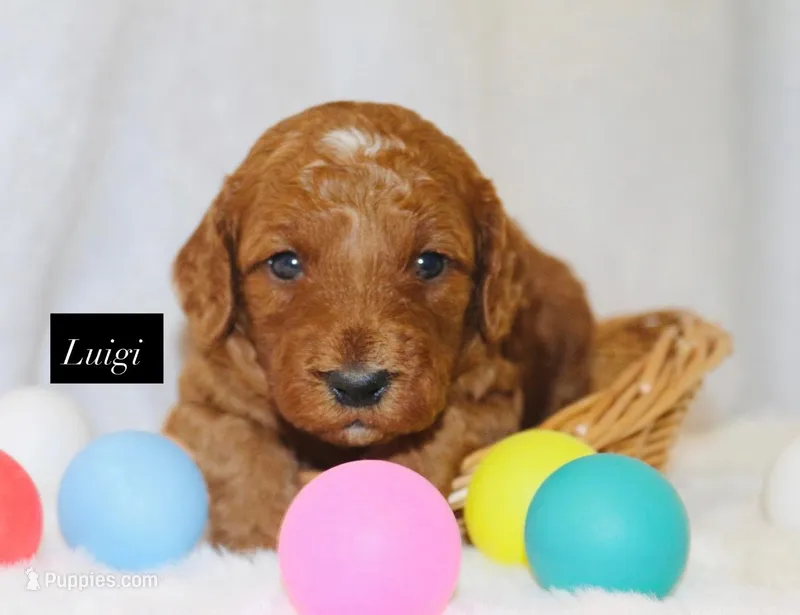 Luigi – Goldendoodle puppy for sale in Hillsboro, TX