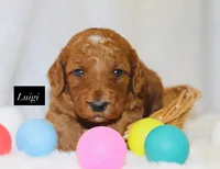 Luigi, a male Goldendoodle for sale in Hillsboro, TX – 1 of 1
