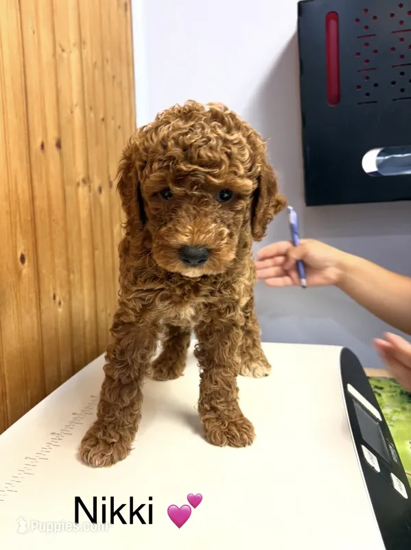 Nikki – Goldendoodle puppy for sale in Hillsboro, TX