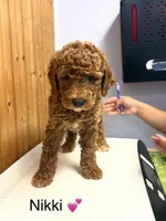 Nikki, a female Goldendoodle for sale in Hillsboro, TX – 2 of 4