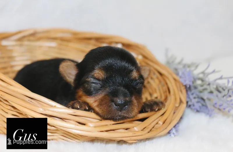 Gus  – Yorkshire Terrier puppy for sale in Hillsboro, TX