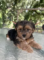 Asher, a male Yorkshire Terrier for sale in Hillsboro, TX – 4 of 5