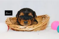 Ravi, a male Yorkshire Terrier for sale in Hillsboro, TX – 1 of 1