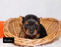 Walter, a male Yorkshire Terrier for sale in Hillsboro, TX – 1 of 1
