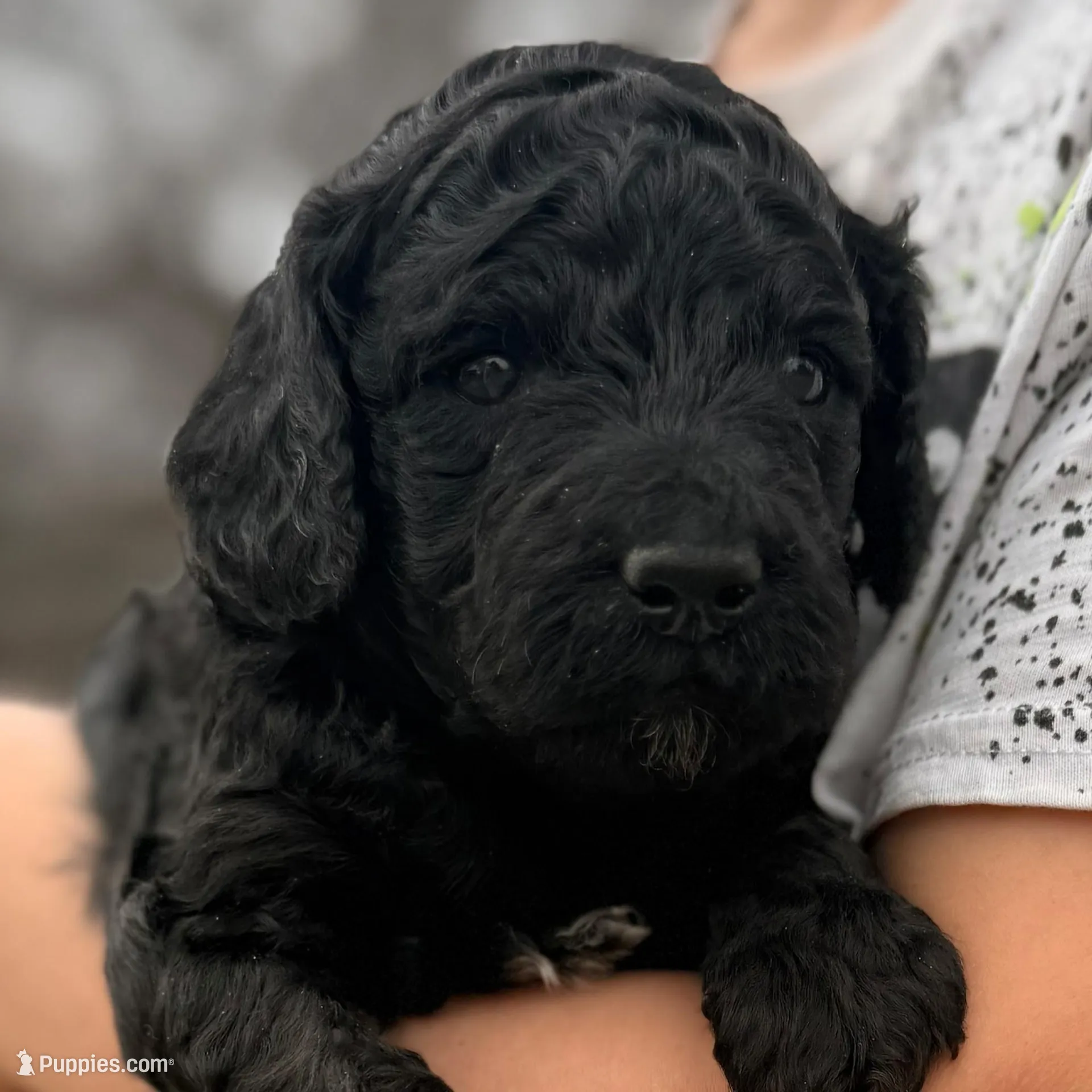 Knight , a male Goldendoodle for sale in Hillsboro, TX – Photo 2 of 2