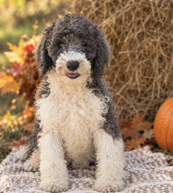 Nico – Goldendoodle puppy for sale in Hillsboro, TX