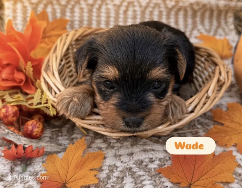 Wade – Yorkshire Terrier puppy for sale in Hillsboro, TX
