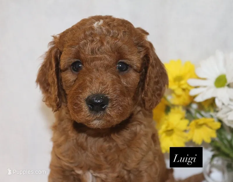 Luigi – Goldendoodle puppy for sale in Hillsboro, TX